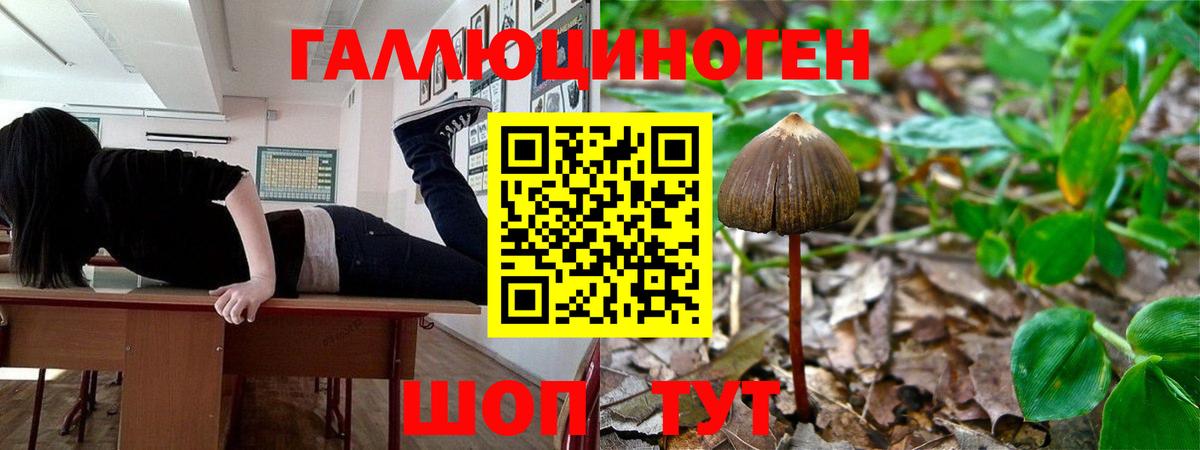 Галлюциногенные грибы Psilocybe Отрадное